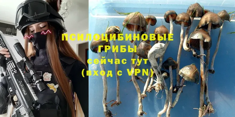 Псилоцибиновые грибы Psilocybe  Буйнакск 